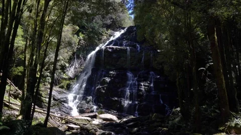 Nelson Falls, Tasmania 動画素材 201708151