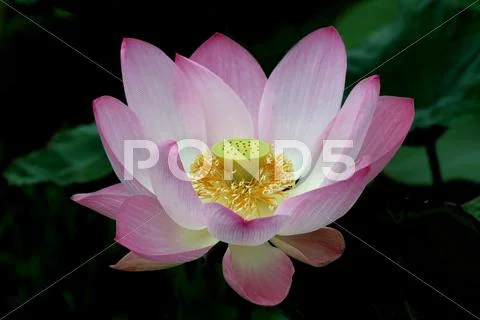 Nelumbo lotus Stock Photos