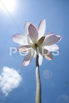 Nelumbo lotus Stock Photos