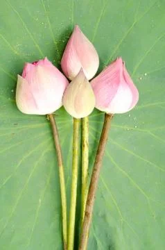 Nelumbo nucifera Stock Photos