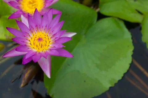 Nelumbo nucifera Stock Photos