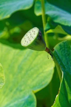 Nelumbo nucifera Stock Photos