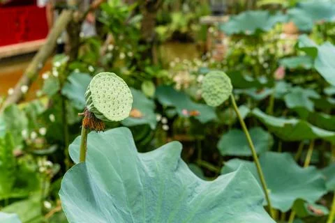 Nelumbo nucifera Stock Photos