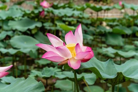 Nelumbo nucifera Stock Photos