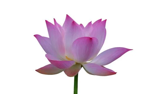 Nelumbo nucifera 스톡 사진