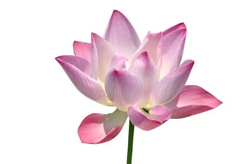 Nelumbo nucifera Stock Photos