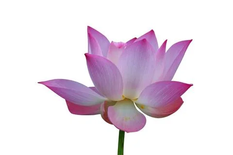 Nelumbo nucifera Stock Photos