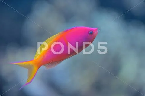 Nemanthias carberryi Stock Photos