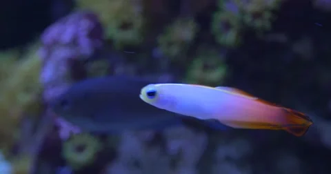 Nemateleotris magnifica, Fire Goby, Fire Fish, Fire Dartfish, Red Fire Goby Stock Footage 52301550