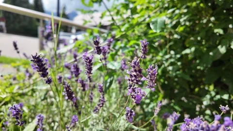 Nematic macro shot of blooming lavender flowers in a field Видео 346787842