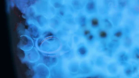 Nematoda worm under a microscope. Moves among the mollusca eggs. Stock Footage 321291234