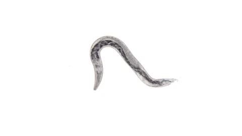 Nematoda worm under a microscope, is a parasite Stock Footage 105321334