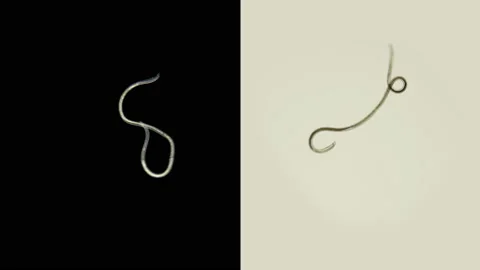 A nematoda worm under a microscope, there are free-living, commensals and Stock Footage 129775938