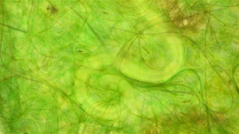 Nematoda worm under a microscope, worm movement among algae, widely distributed Stock Footage 152831093