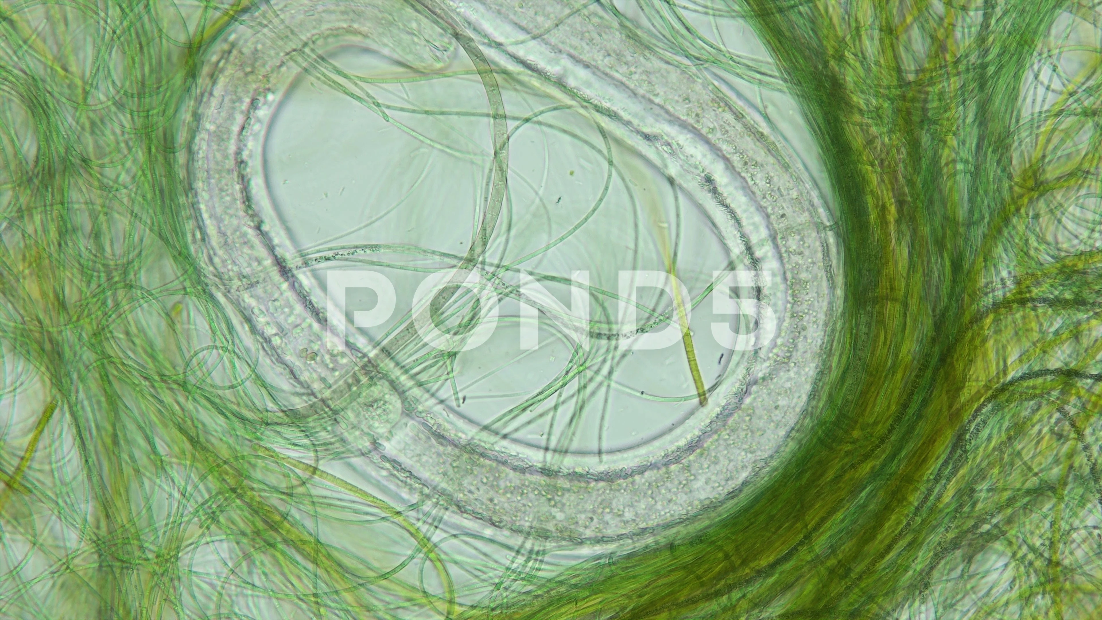 Mixed Blue Green Algae Slide