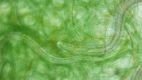 Nematoda worm under a microscope, worm movement among Cyanobacteria, widely Stock Footage 239442736