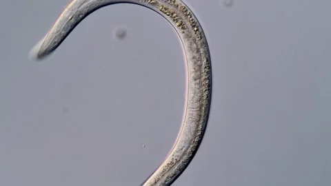 Nematode 库存影片 310494629