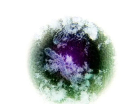 Nematode Germs Observed Under the Microscope Displaying Unique Structures a.. Foto stock