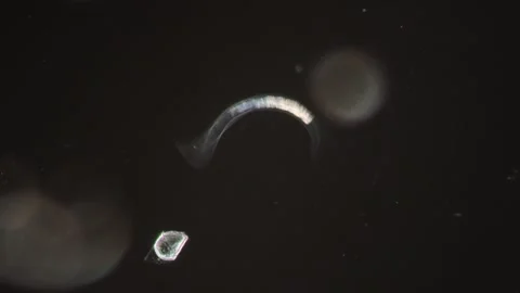The nematode moves in the water droplet Stock Footage 338288599