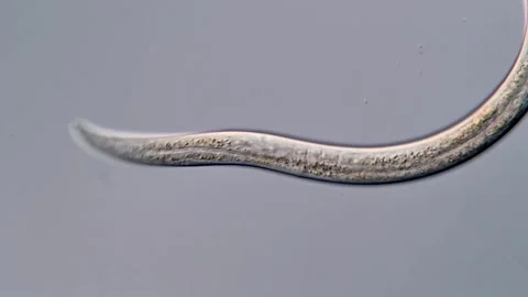 Nematode Parasite under microscopy view Vídeos de archivo 310357140