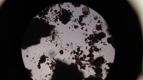 Nematode under Microscope Stock Footage 250563305