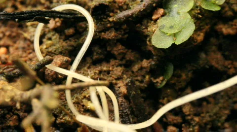 Nematode worm (roundworm) Stock Footage 732827