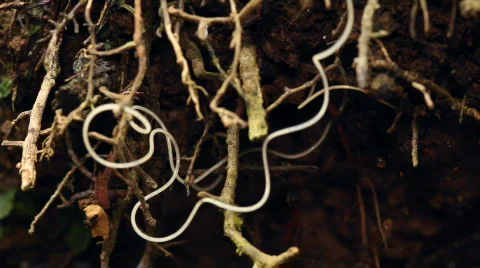 Nematode worm (roundworm) Video stock 756080