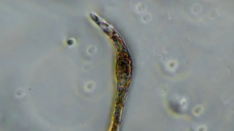 Nematode Worm Squishes Stock Footage 40595941