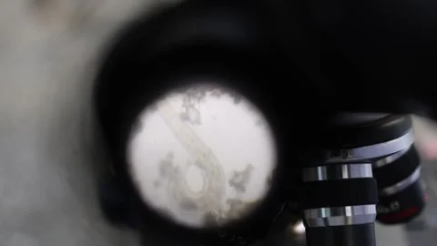 Nematode Worms in a microscope Stockbeeldmateriaal 311489394