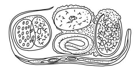 Nematodes origin from euglena, isolated on white process, vector illustration. Stock Illustration