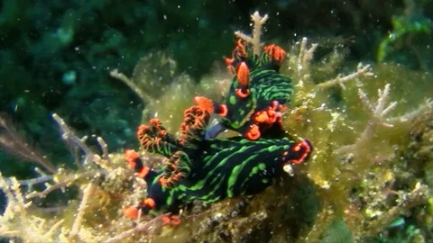 Nembrotha kubaryana nudibranch are mating on the sand in Lembeh strait Vidéo 90397788