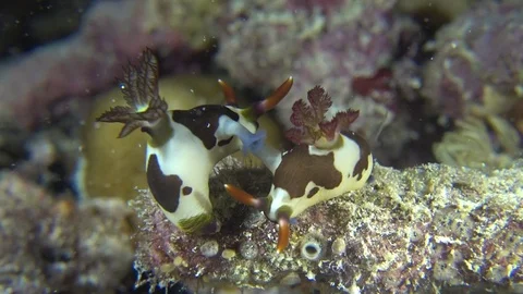 Nembrothas mating during night dive Video stock 70698040