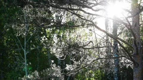 Nemda-puh Stock-Footage 6062994