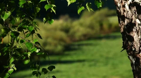 Nemda-tree-1 Stock-Footage 6072322