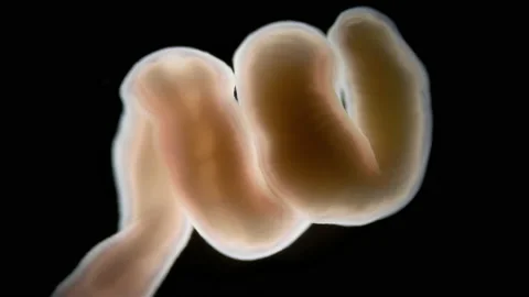Nemertea worm Cephalothrix linearis under a microscope, class Palaeonemertea Stock Footage 233315499