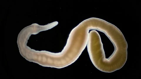 Nemertea worm Cephalothrix linearis under a microscope, class Palaeonemertea Stock Footage 233315881