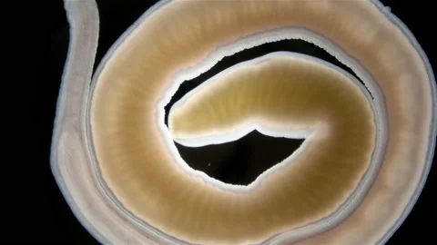 Nemertea worm Cephalothrix linearis under a microscope, class Palaeonemertea Stock Footage 233850235