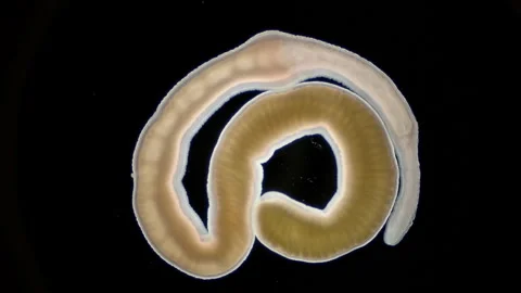 Nemertea worm Cephalothrix linearis under a microscope, class Palaeonemertea Stock Footage 257540616