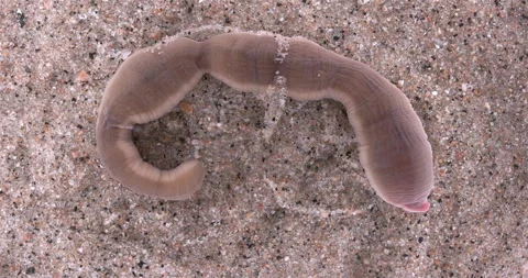 Nemertea worm, genus Cerebratulus sp. close-up, family Lineidae. Stock Footage 285950966