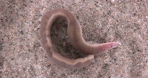 Nemertea worm, genus Cerebratulus sp. close-up, family Lineidae. Stock Footage 286049015