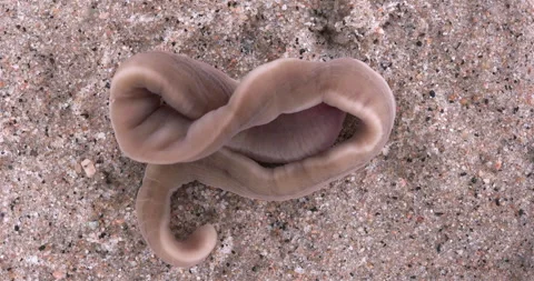 Nemertea worm, genus Cerebratulus sp. close-up, family Lineidae. Stock Footage 286247603