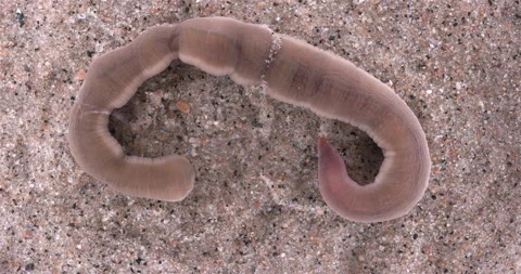 Nemertea worm, genus Cerebratulus sp. close-up, family Lineidae. Stock Footage 286789175