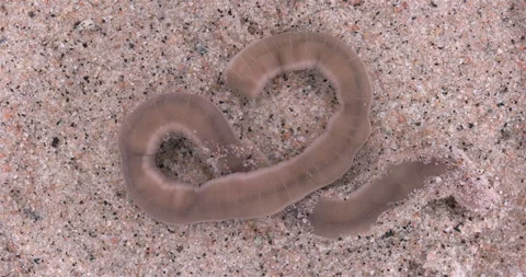 Nemertea worm, genus Cerebratulus sp. close-up, family Lineidae. Stock Footage 289112407