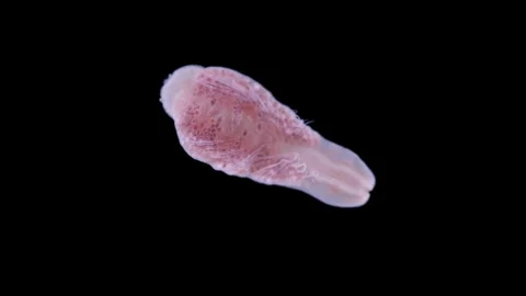 Nemertea worm Malacobdella grossa under microscope, class Hoplonemertea. Stock Footage 320868027
