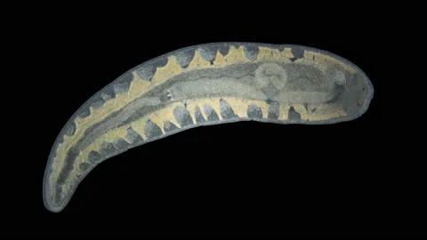 Nemertea worm Monostilifera gen. sp. under a microscope, class Hoplonemertea Stock Footage 233562204