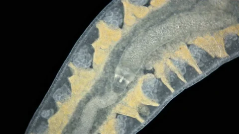 Nemertea worm Monostilifera gen. sp. under a microscope, class Hoplonemertea Stock Footage 233562868