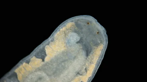 Nemertea worm Monostilifera gen. sp. under a microscope, class Hoplonemertea Stock Footage 233563657