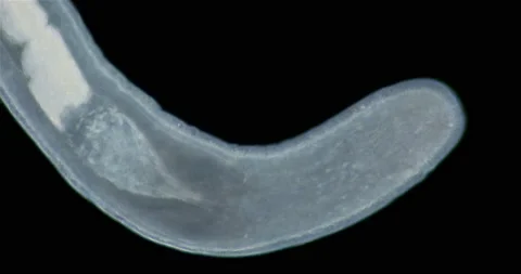 Nemertea worm under a microscope, class Hoplonemertea, order Monostilifera. Stock Footage 219545459