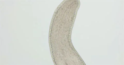 Nemertea worm under a microscope, class Hoplonemertea, order Monostilifera. Stock Footage 219545782
