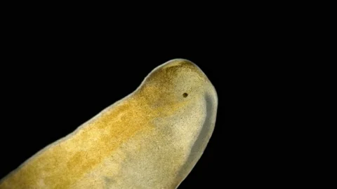 Nemertea worm under a microscope, class Hoplonemertea, order Monostilifera. Stock Footage 219600286